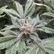 Iced Up Cherries by Square One Genetics