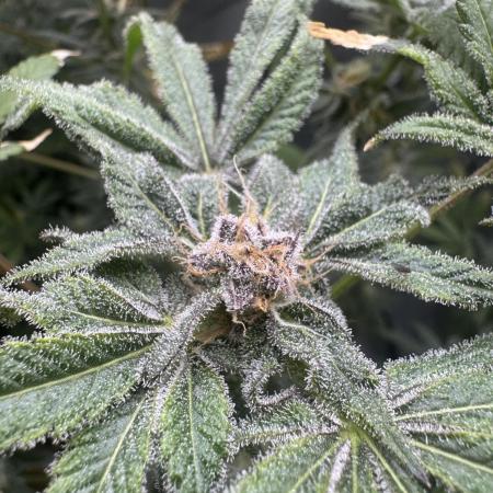 Iced Up Cherries by Square One Genetics