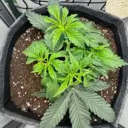 Puff Pastry by Humboldt Seed Co.