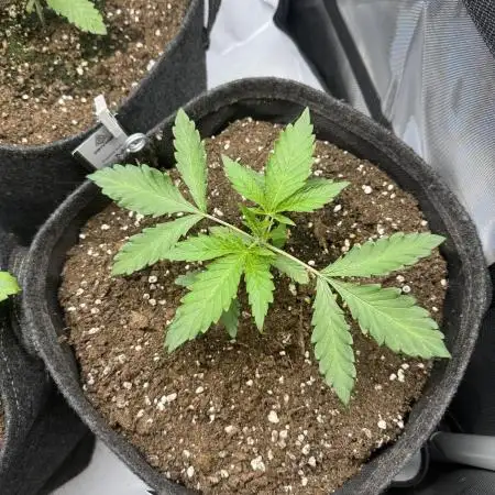 Cookie Casket by Barney's Farm