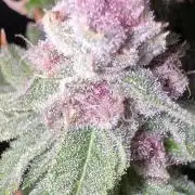 Cookie Casket by Barney's Farm