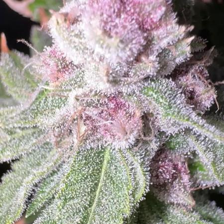 Cookie Casket by Barney's Farm