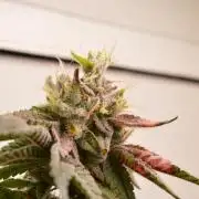 Jelly Donutz by Humboldt Seed Co.