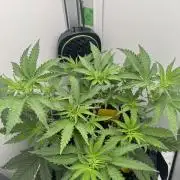 Jelly Donutz by Humboldt Seed Co.