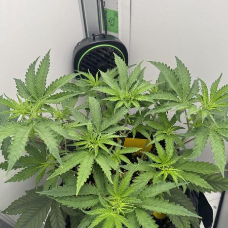 Jelly Donutz by Humboldt Seed Co.