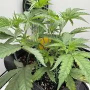 Jelly Donutz by Humboldt Seed Co.