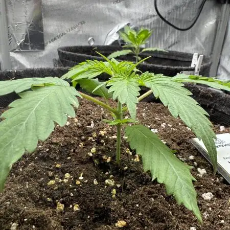Iced Up Cherries by Square One Genetics