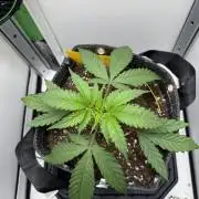 Jelly Donutz by Humboldt Seed Co.