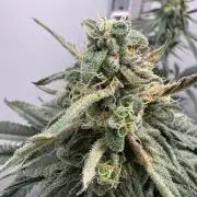 Puff Pastry by Humboldt Seed Co.