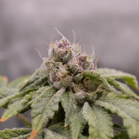 Cookie Casket by Barney's Farm