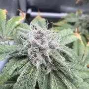 Cookie Casket by Barney's Farm