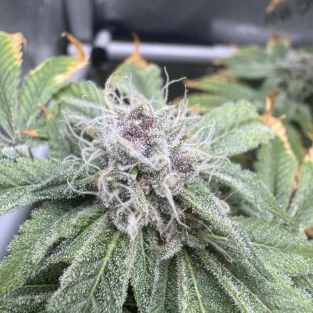 Cookie Casket by Barney's Farm