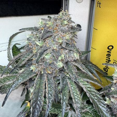 High Society by Compound Genetics