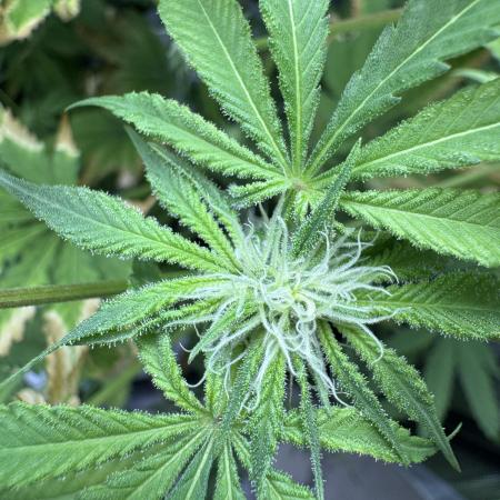 Iced Up Cherries by Square One Genetics