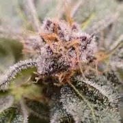 Iced Up Cherries by Square One Genetics