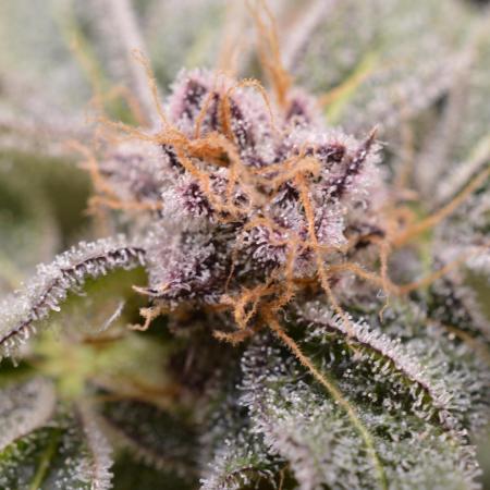 Iced Up Cherries by Square One Genetics