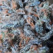 High Society by Compound Genetics
