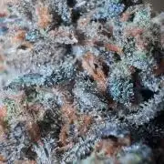 High Society by Compound Genetics