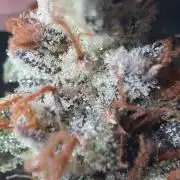 Jelly Donutz by Humboldt Seed Co.