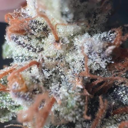 Jelly Donutz by Humboldt Seed Co.