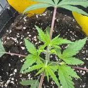 Jelly Donutz by Humboldt Seed Co.