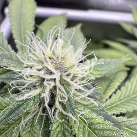 Cookie Casket by Barney's Farm