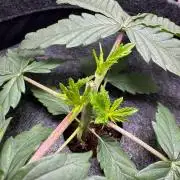Puff Pastry by Humboldt Seed Co.