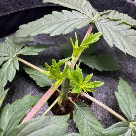 Puff Pastry by Humboldt Seed Co.