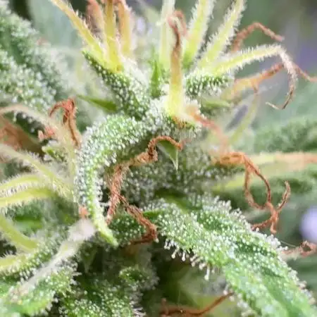 Apple Strudel (AUTO) Outdoor