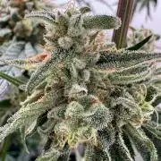 Puff Pastry by Humboldt Seed Co.