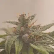 Jelly Donutz by Humboldt Seed Co.