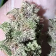 Cookie Casket by Barney's Farm & Doja