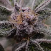 Iced Up Cherries by Square One Genetics