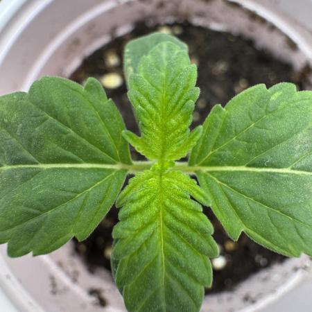 High Society by Compound Genetics