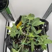 Jelly Donutz by Humboldt Seed Co.