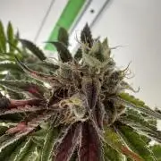 Jelly Donutz by Humboldt Seed Co.