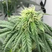 Puff Pastry by Humboldt Seed Co.