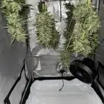 Apple Strudel (AUTO) Outdoor