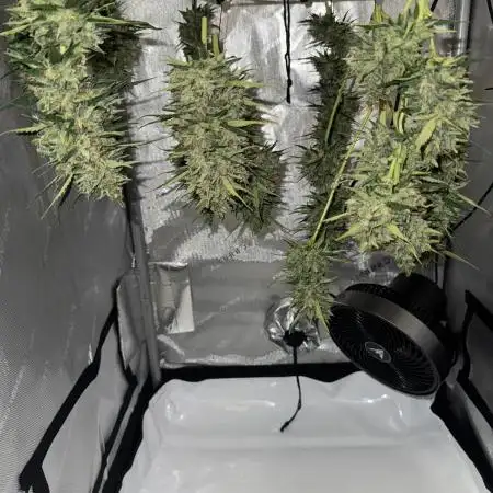 Apple Strudel (AUTO) Outdoor