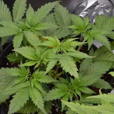 Cookie Casket by Barney's Farm