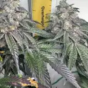 High Society by Compound Genetics