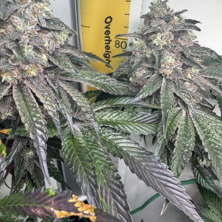 High Society by Compound Genetics