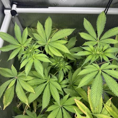 Cookie Casket by Barney's Farm