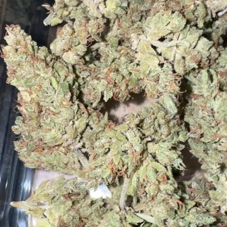 Z x Sherbanger (AUTO) Outdoor