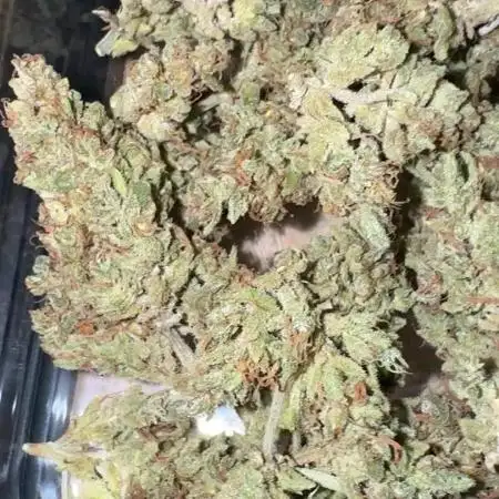 Z x Sherbanger (AUTO) Outdoor