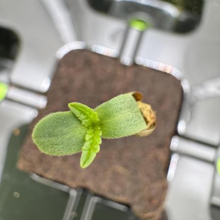 High Society by Compound Genetics