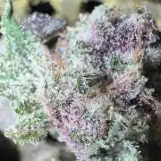 Cookie Casket by Barney's Farm & Doja