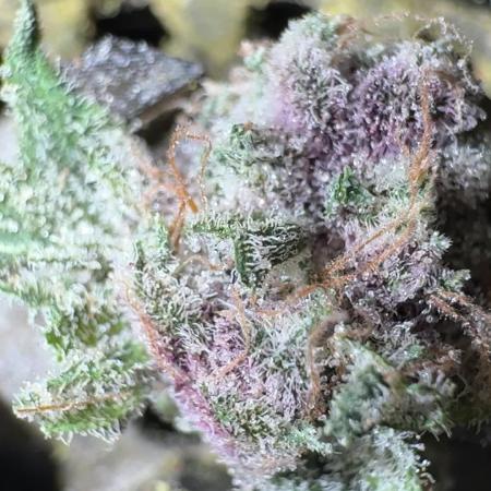 Cookie Casket by Barney's Farm & Doja