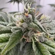 Jelly Donutz by Humboldt Seed Co.