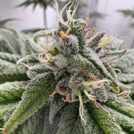 Jelly Donutz by Humboldt Seed Co.